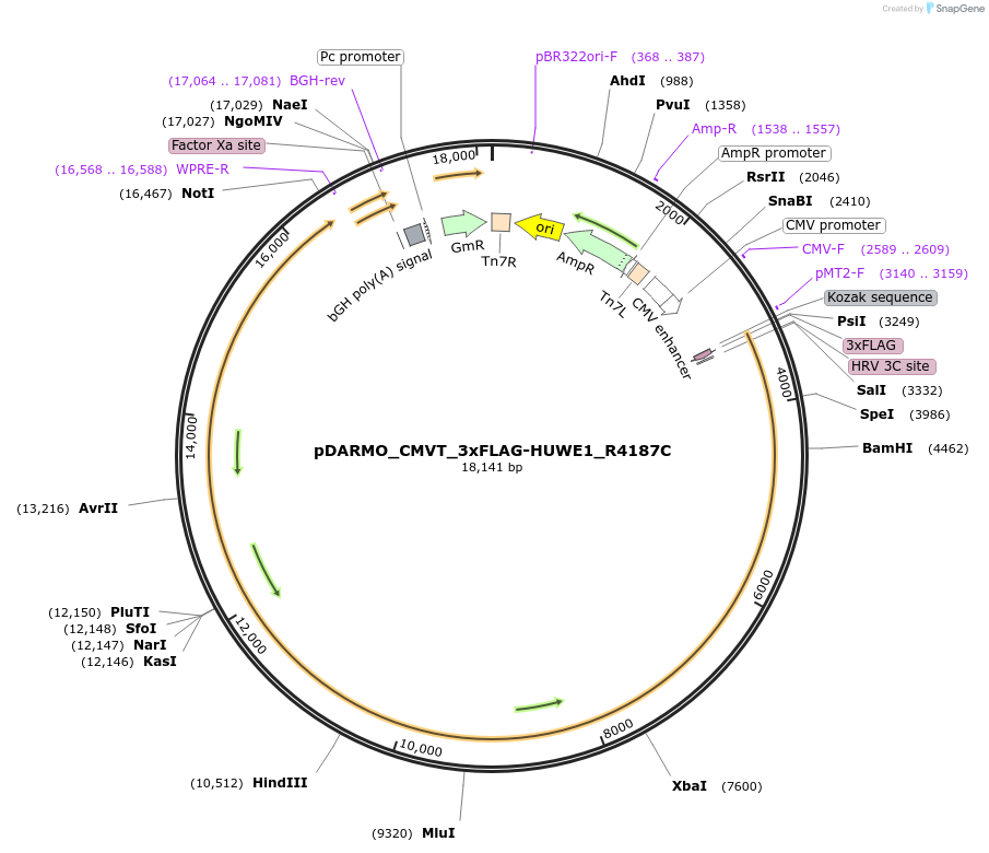 187142-plasmid-map-sequence-id-369447
