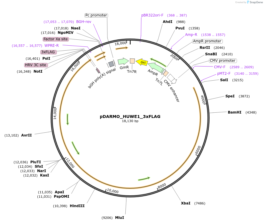 187155-plasmid-map-sequence-id-369461