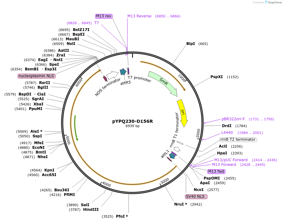 188542-plasmid-map-sequence-id-369465