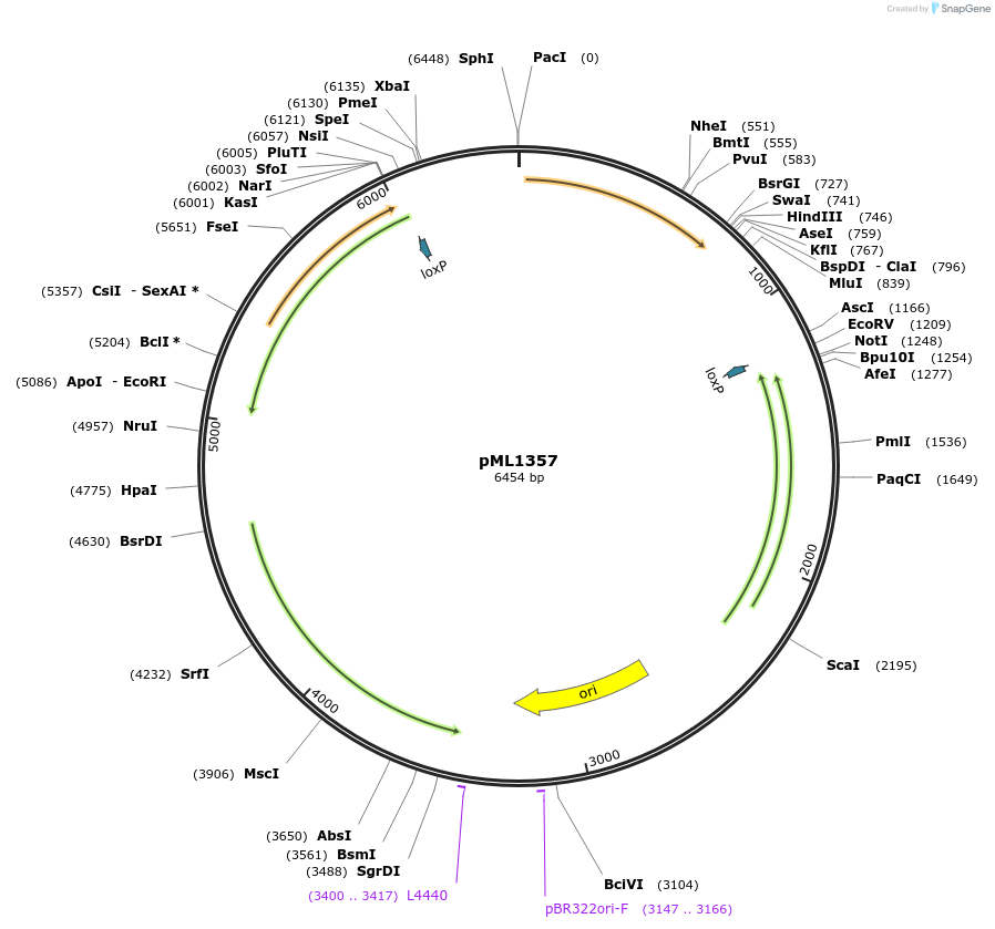 32378-plasmid-map-sequence-id-36947