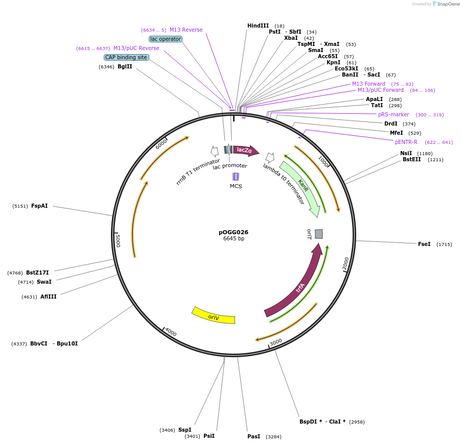 113992-plasmid-map-sequence-id-369475