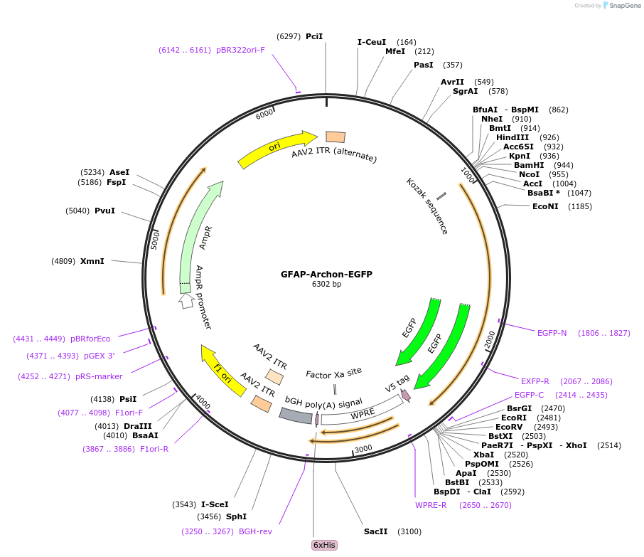 187979-plasmid-map-sequence-id-369484