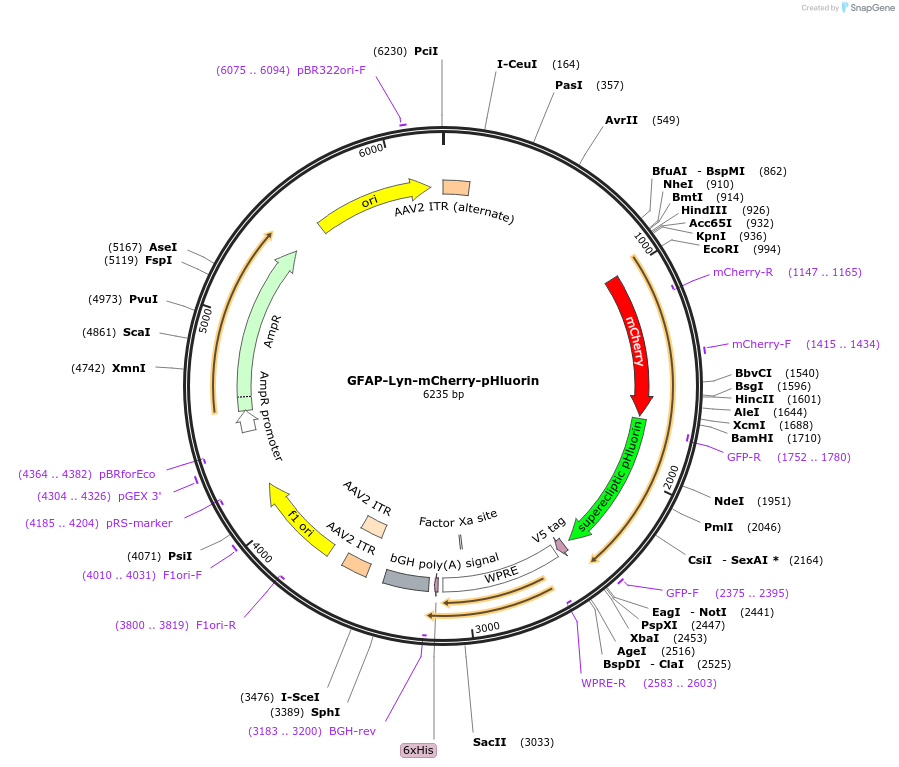 187980-plasmid-map-sequence-id-369487