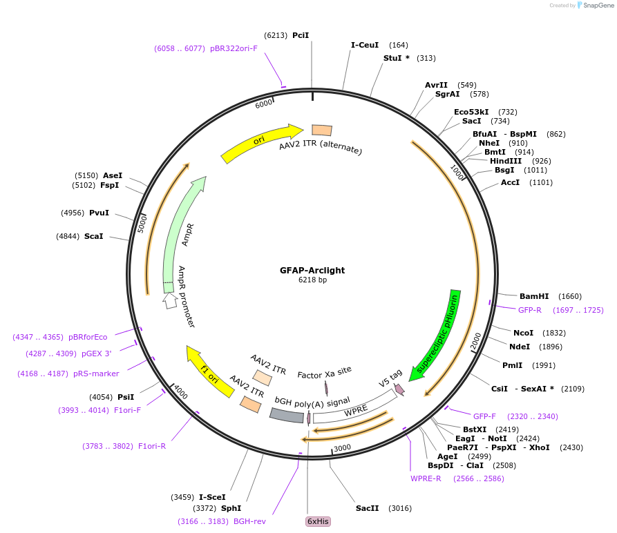 187978-plasmid-map-sequence-id-369489