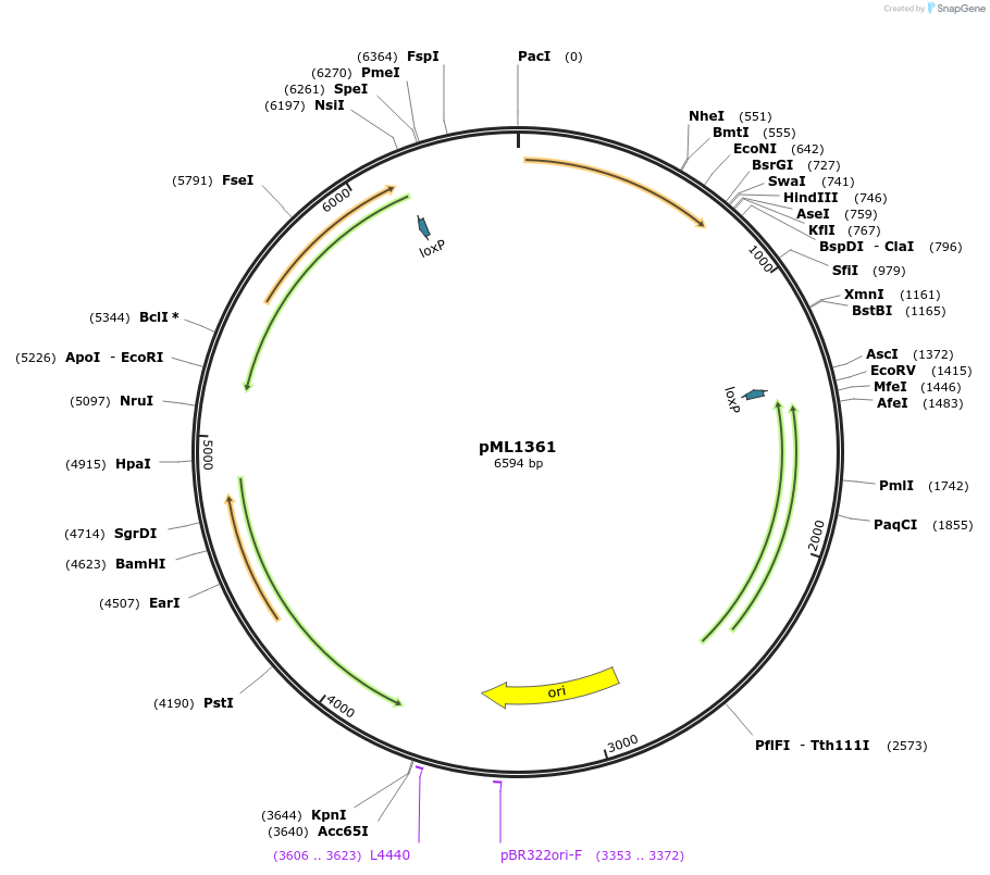 32379-plasmid-map-sequence-id-36949