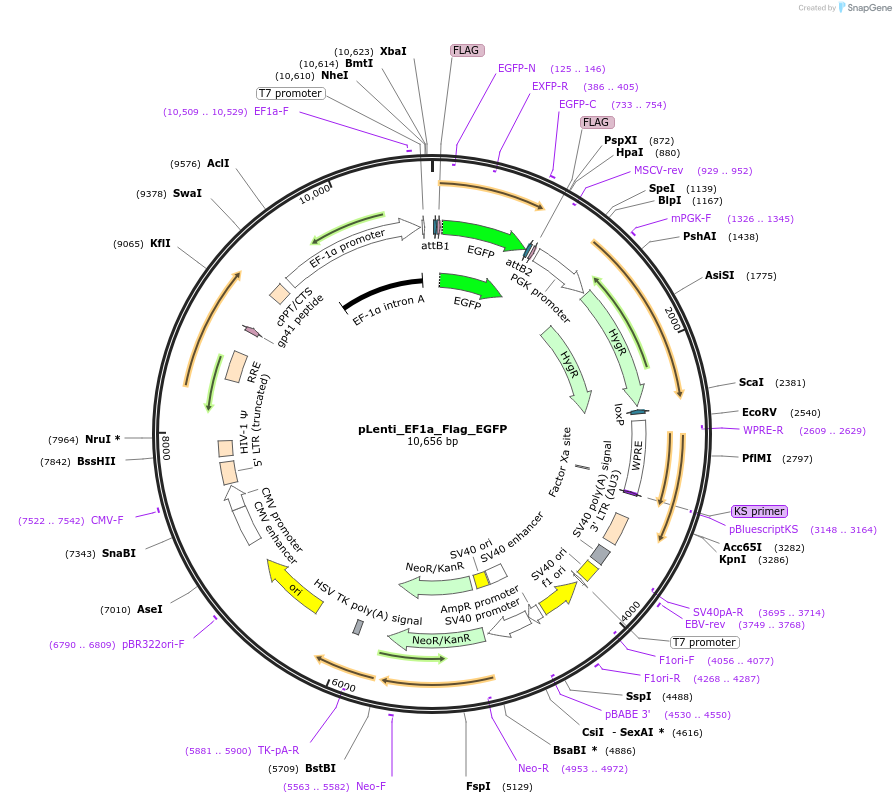 183117-plasmid-map-sequence-id-369490