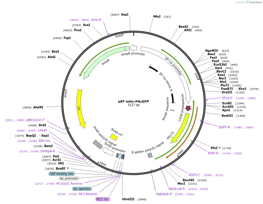 188905-plasmid-map-sequence-id-369496