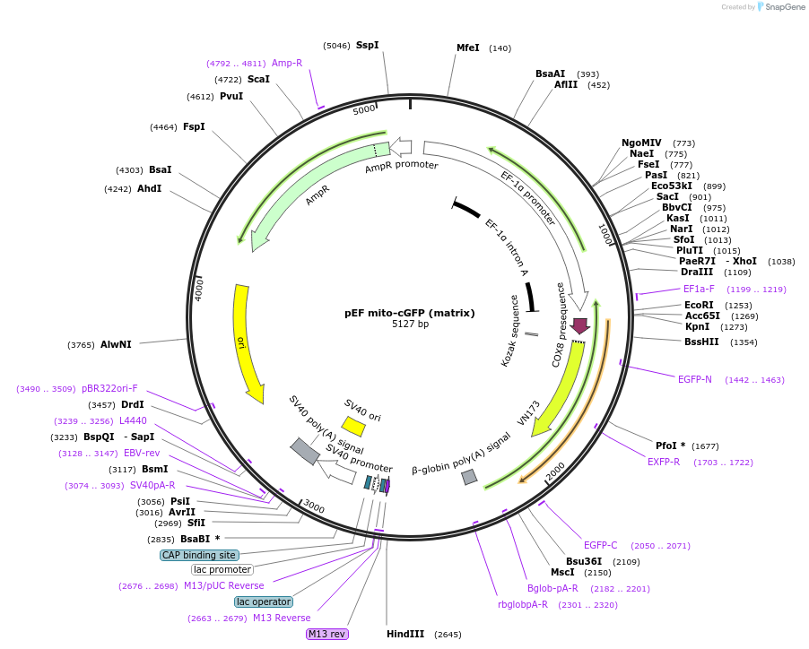 188904-plasmid-map-sequence-id-369499