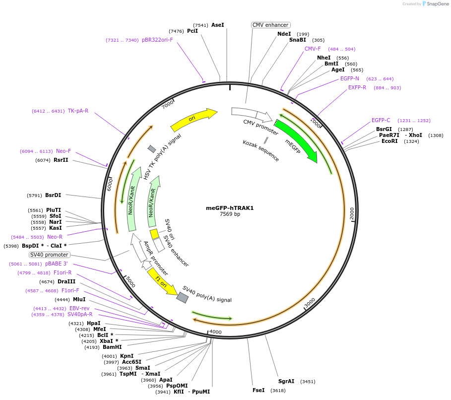 188664-plasmid-map-sequence-id-369503