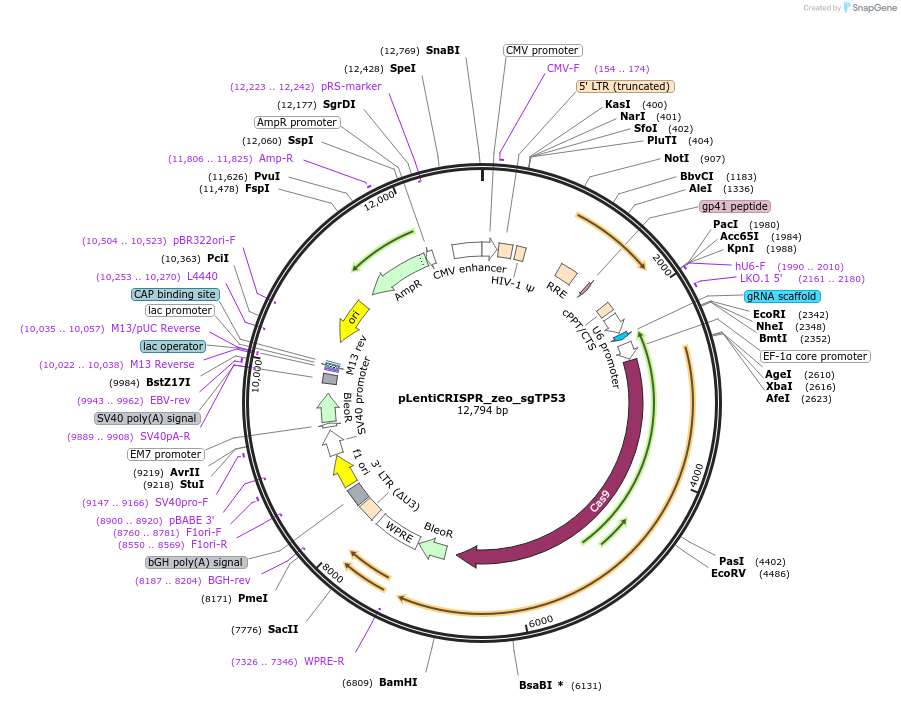183180-plasmid-map-sequence-id-369504