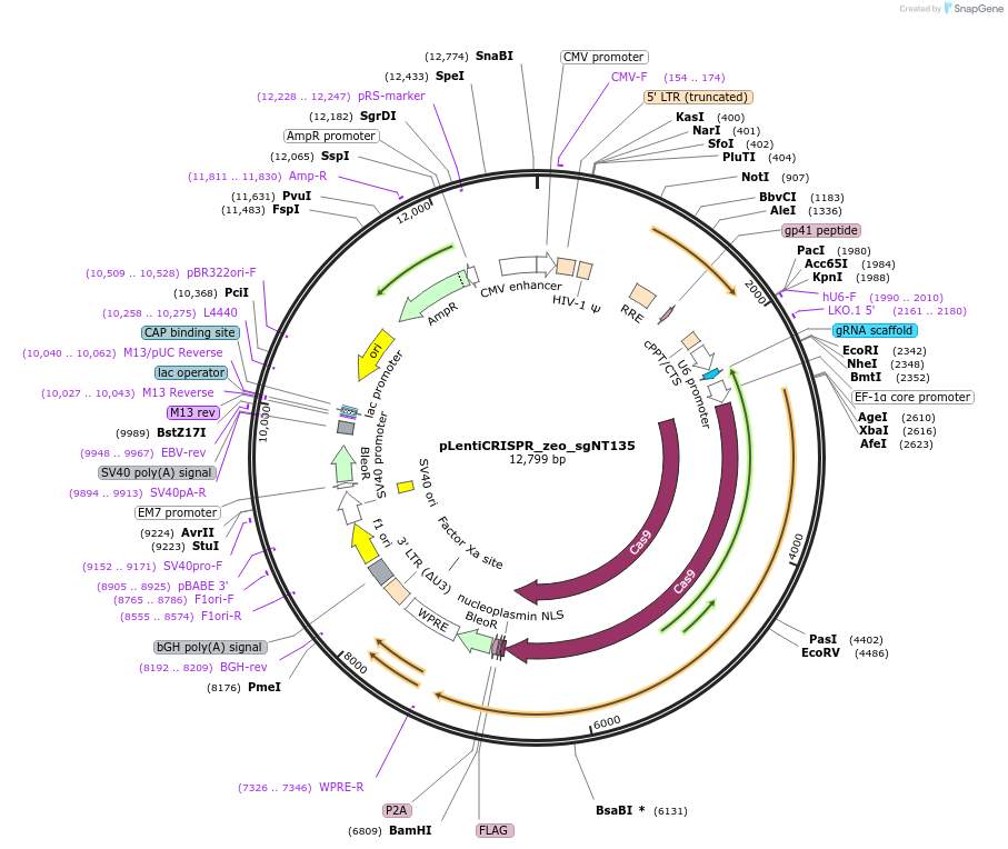 183181-plasmid-map-sequence-id-369506