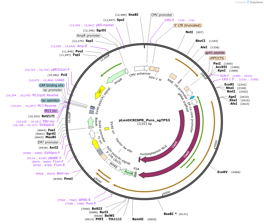 187819-plasmid-map-sequence-id-369507