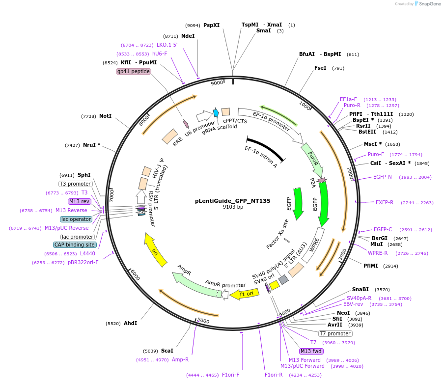 183118-plasmid-map-sequence-id-369509