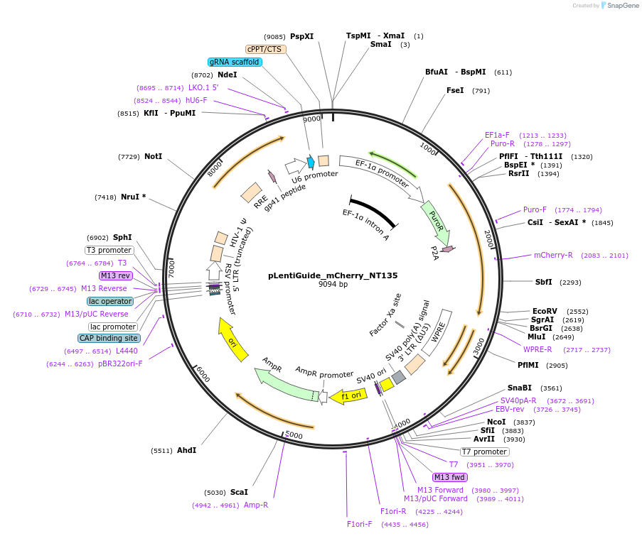 183121-plasmid-map-sequence-id-369551