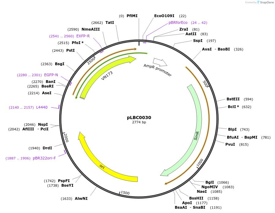172777-plasmid-map-sequence-id-369553