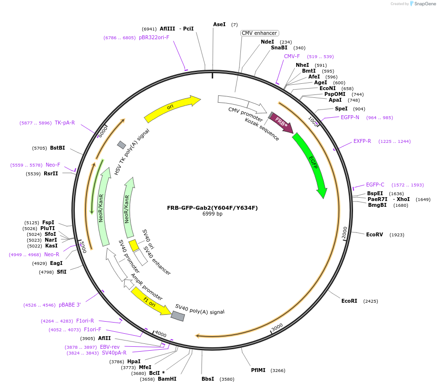 188659-plasmid-map-sequence-id-369578