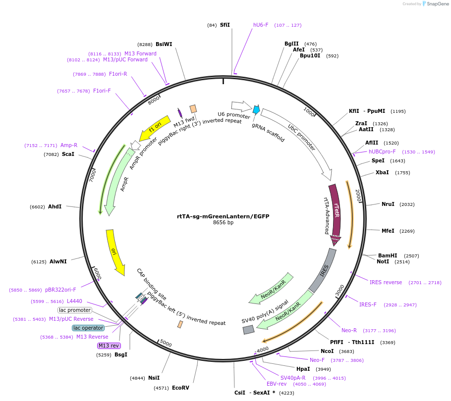 188482-plasmid-map-sequence-id-369580