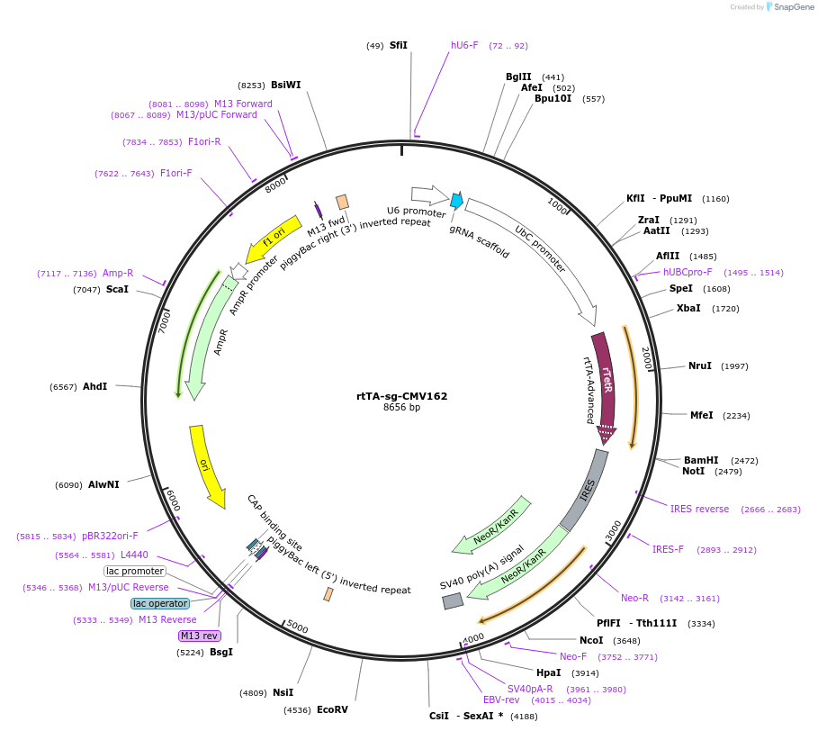 188486-plasmid-map-sequence-id-369582