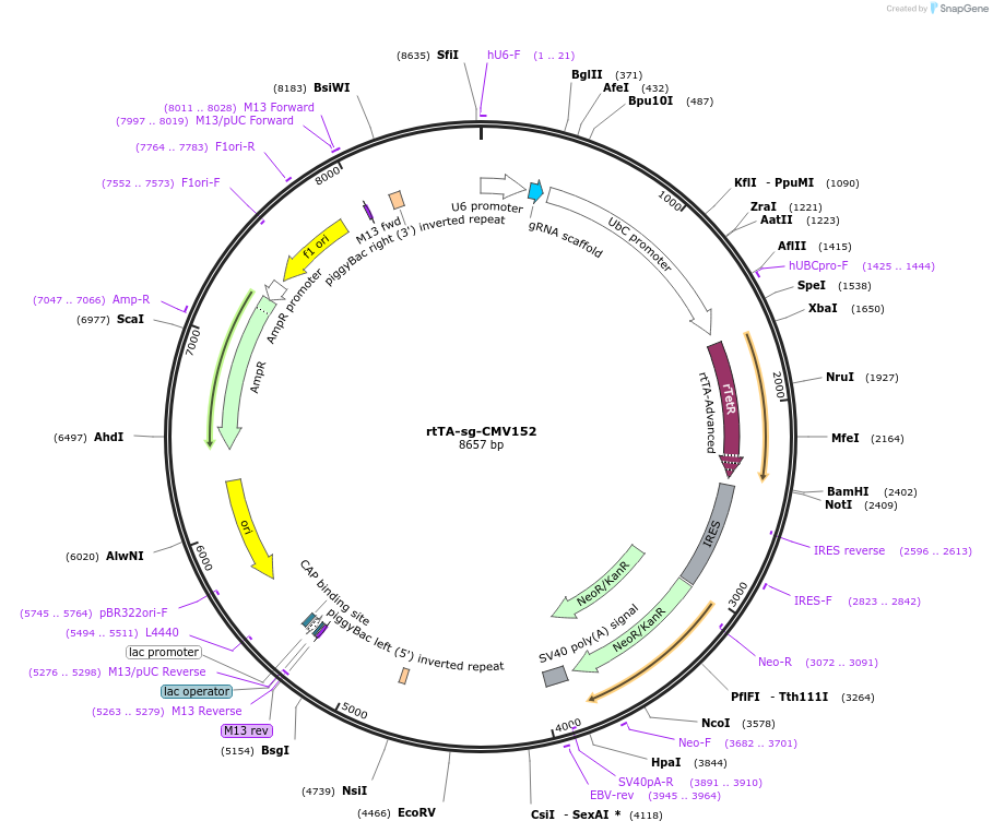 188485-plasmid-map-sequence-id-369588