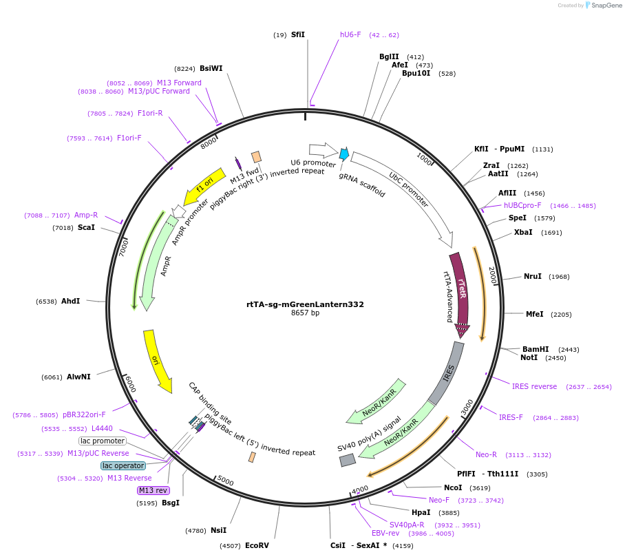 188483-plasmid-map-sequence-id-369589