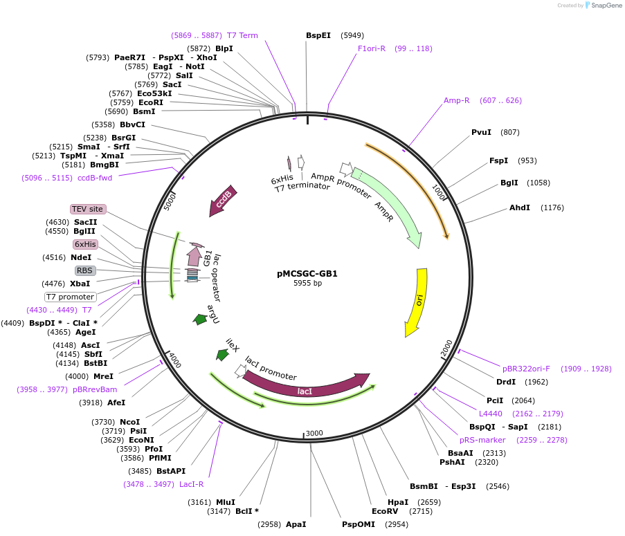 186786-plasmid-map-sequence-id-369594