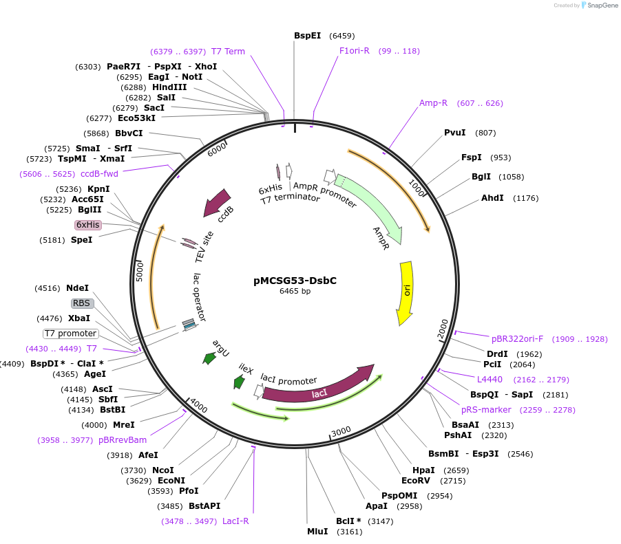 186623-plasmid-map-sequence-id-369596