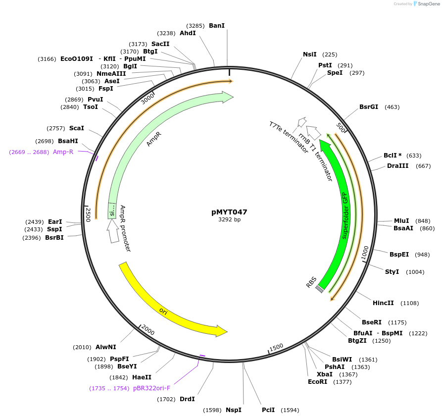 180700-plasmid-map-sequence-id-369603