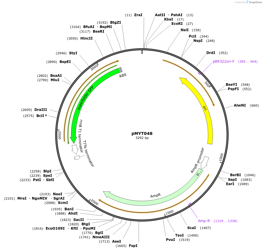 180701-plasmid-map-sequence-id-369604