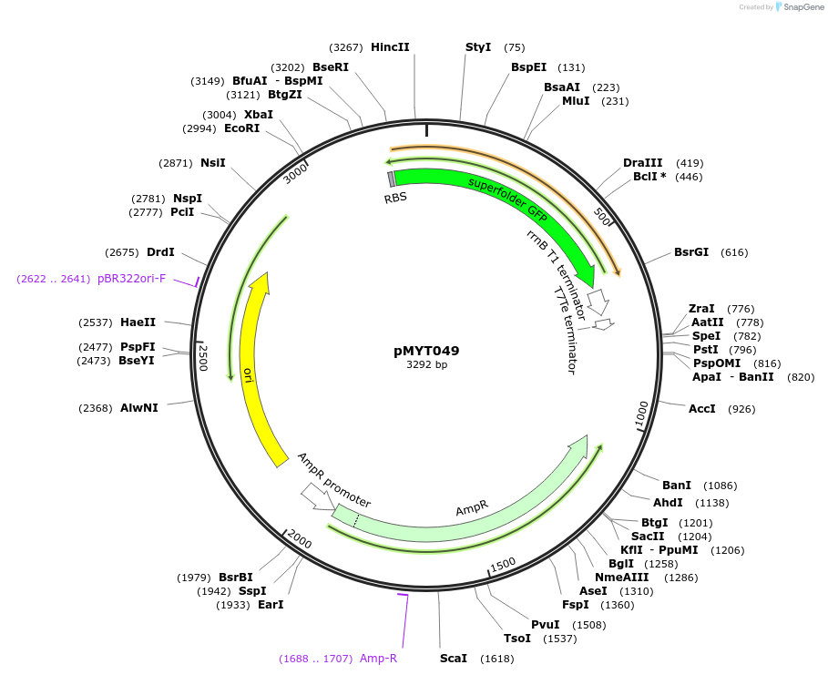180702-plasmid-map-sequence-id-369605