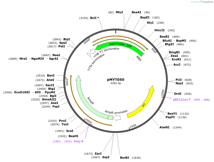 180703-plasmid-map-sequence-id-369606