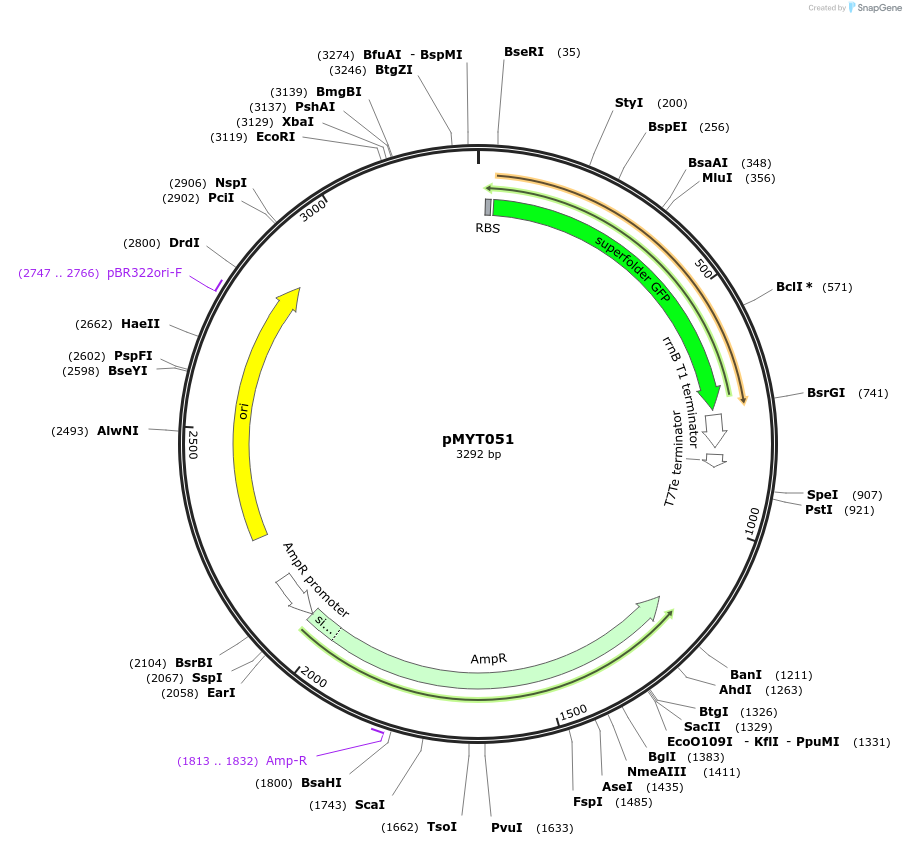180704-plasmid-map-sequence-id-369607