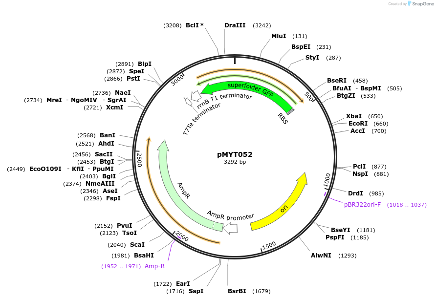 180705-plasmid-map-sequence-id-369608