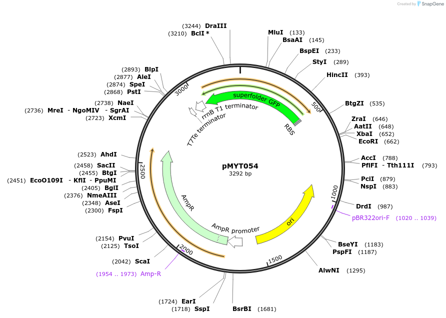 180707-plasmid-map-sequence-id-369610