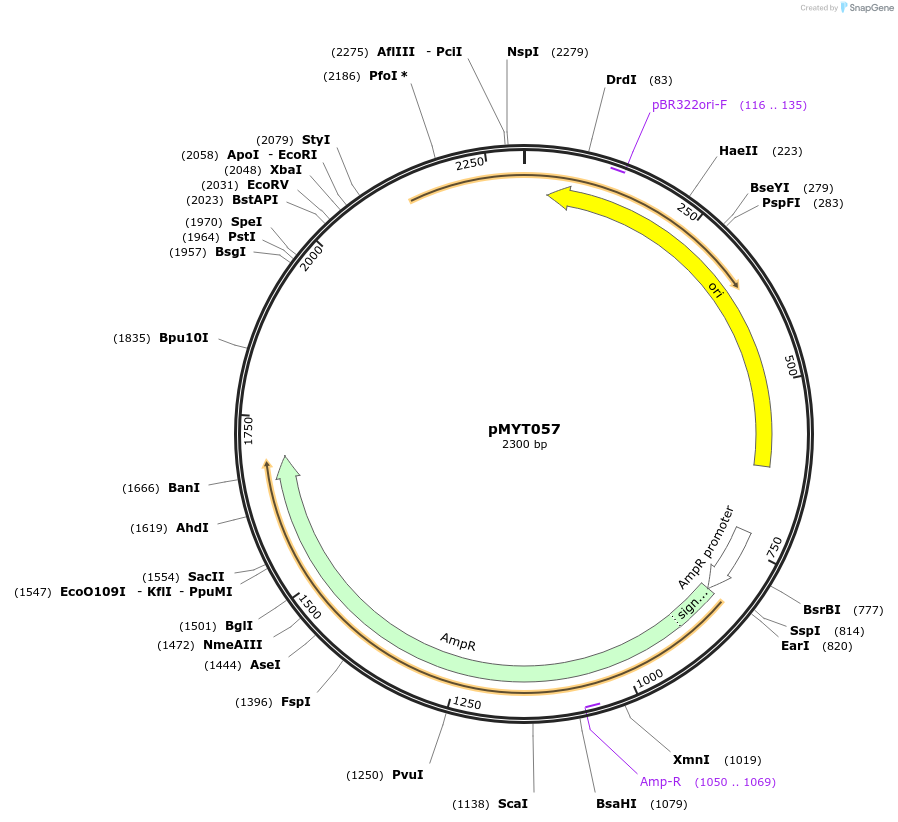 180710-plasmid-map-sequence-id-369614