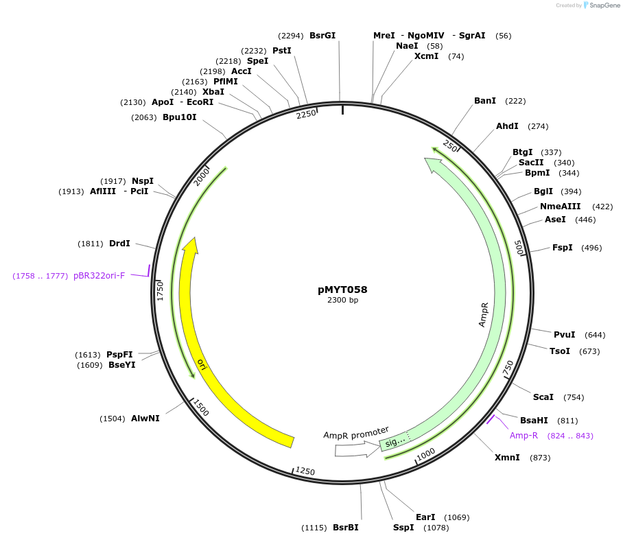180711-plasmid-map-sequence-id-369615