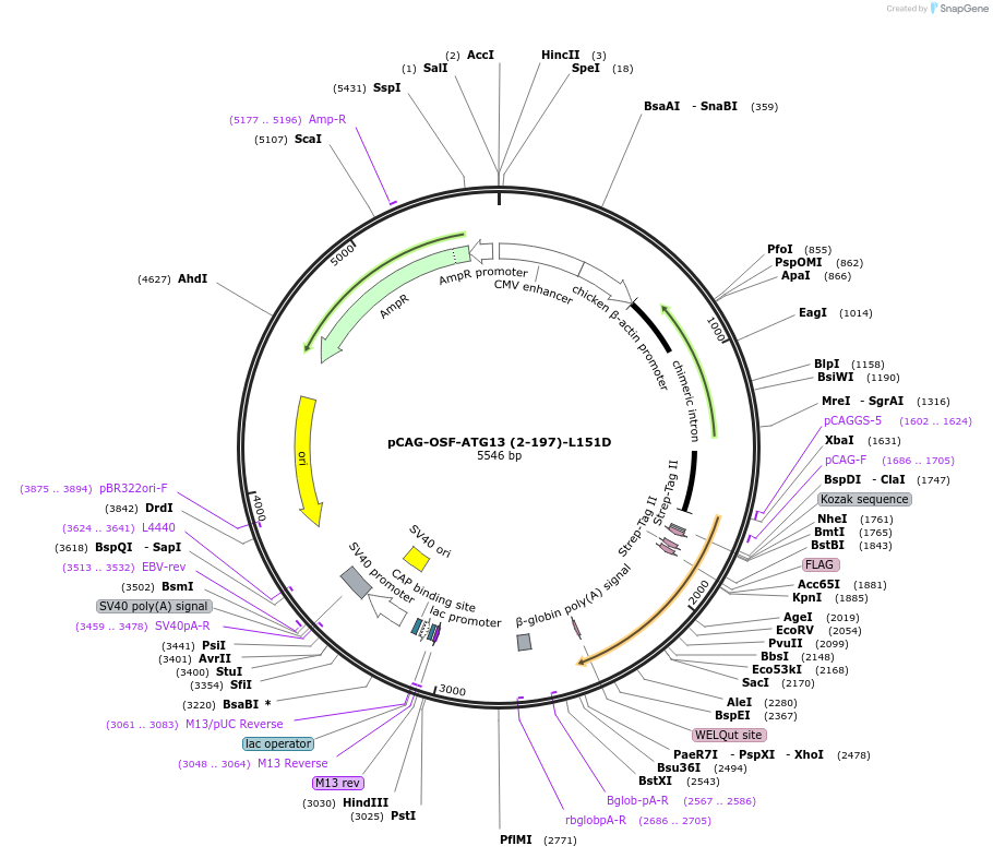 188102-plasmid-map-sequence-id-369641