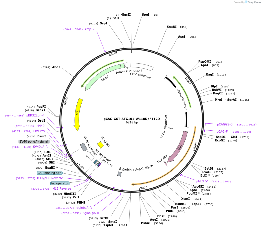 188106-plasmid-map-sequence-id-369644