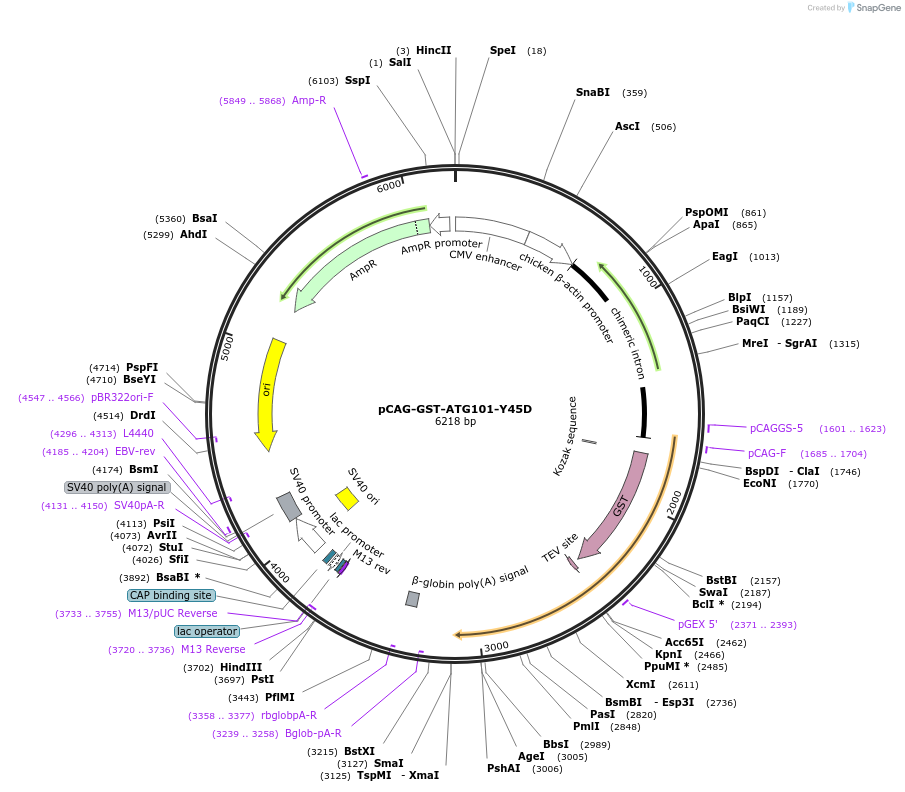 188105-plasmid-map-sequence-id-369654