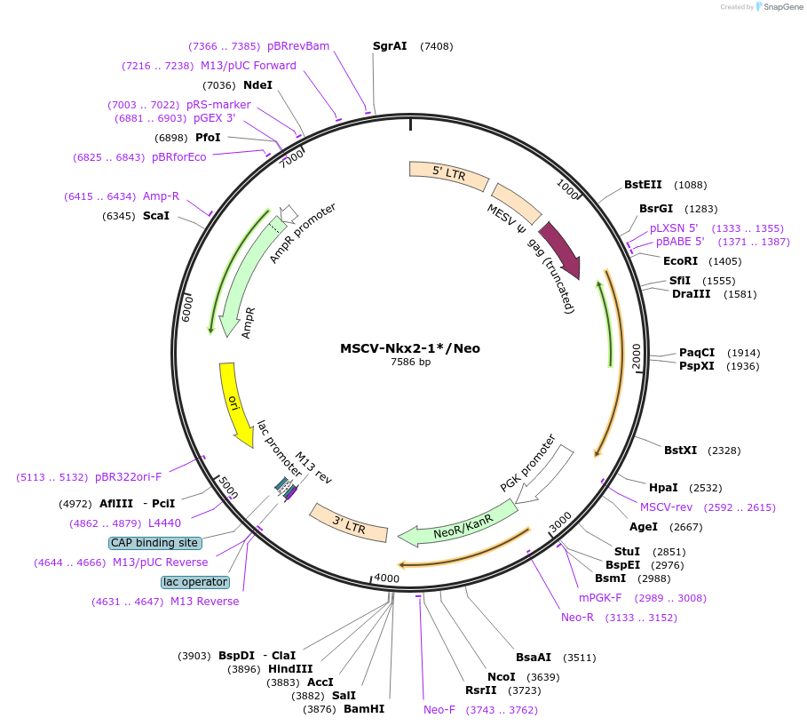 31272-plasmid-map-sequence-id-36966