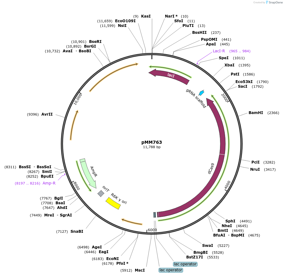 68900-plasmid-map-sequence-id-369666