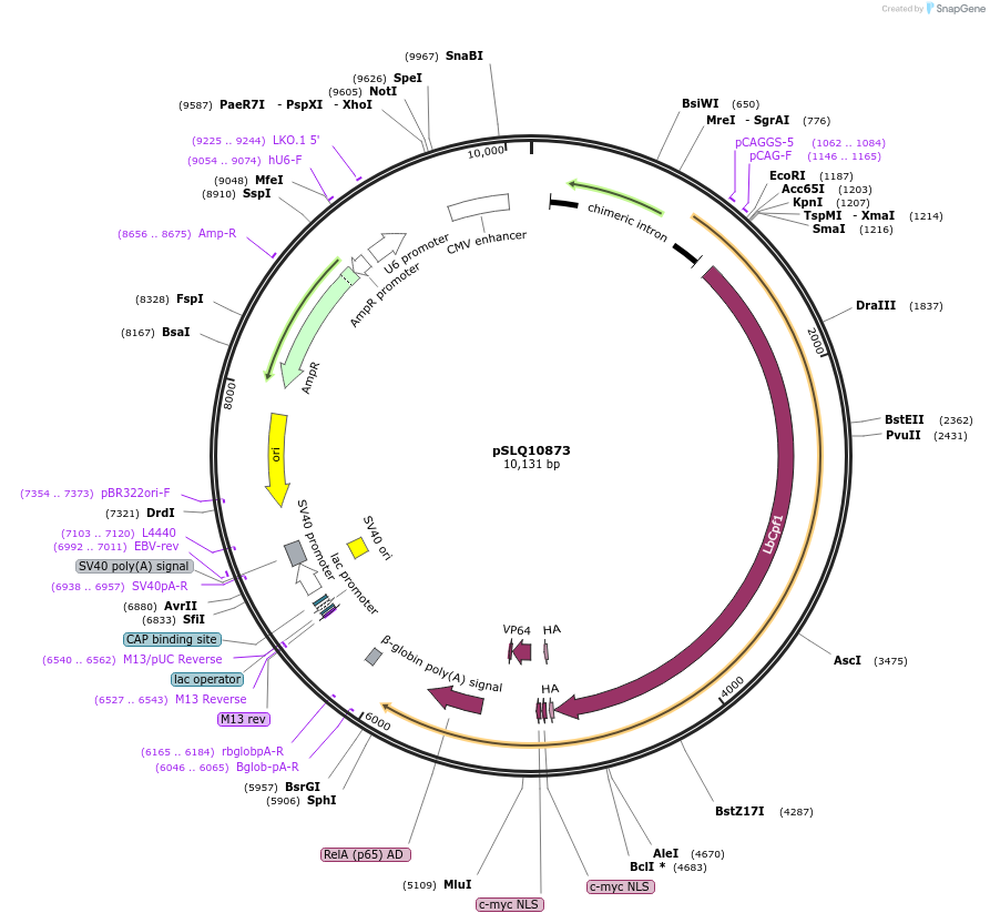 183961-plasmid-map-sequence-id-369669