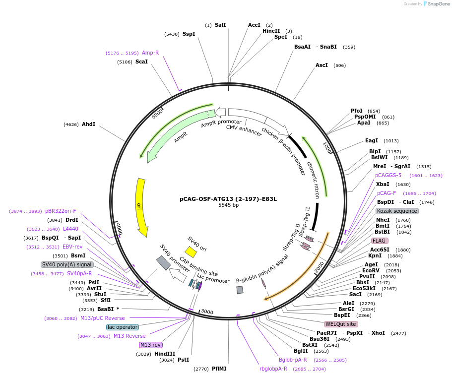 188099-plasmid-map-sequence-id-369679
