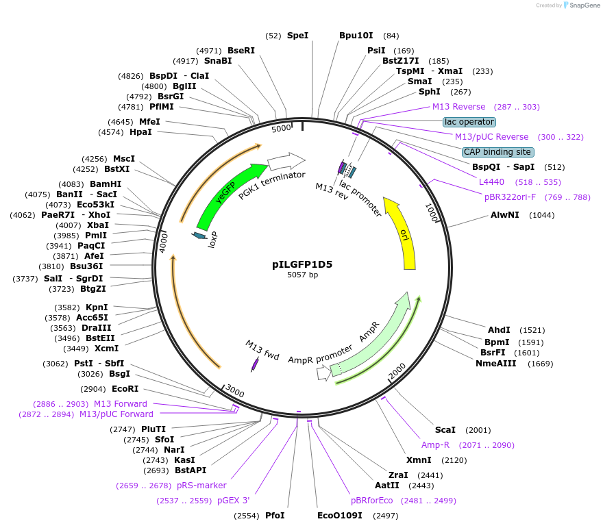 165063-plasmid-map-sequence-id-369680