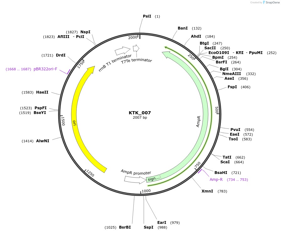 180563-plasmid-map-sequence-id-369682