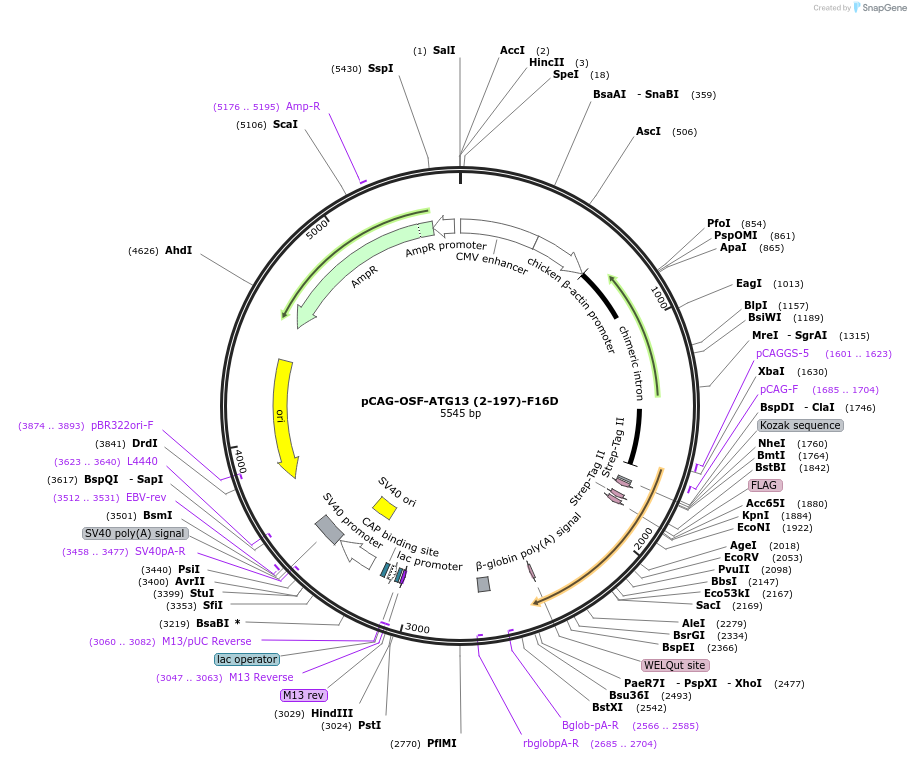 188095-plasmid-map-sequence-id-369683