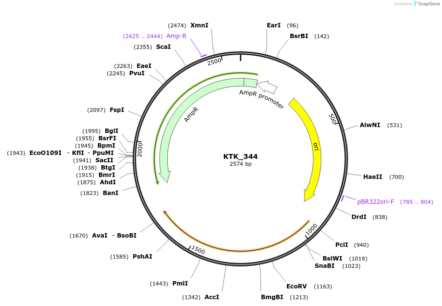 180548-plasmid-map-sequence-id-369684
