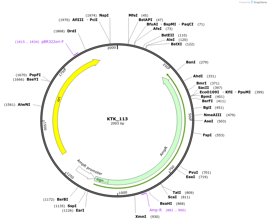 180540-plasmid-map-sequence-id-369685