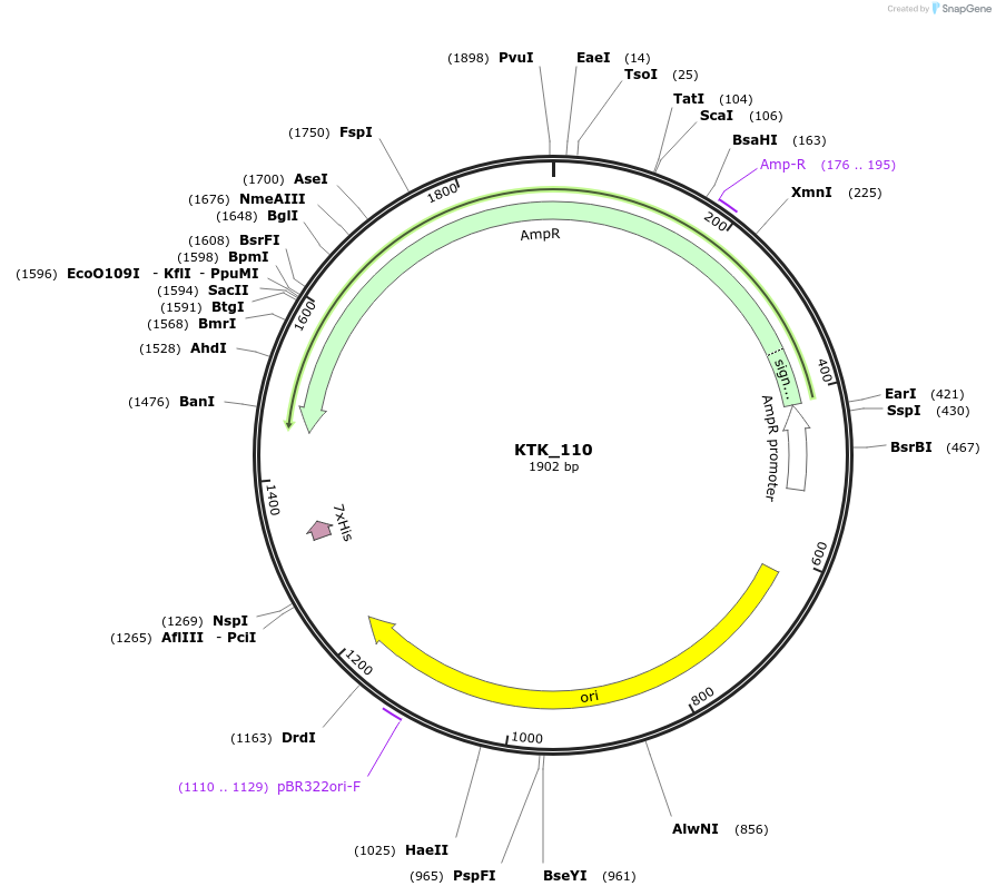 180554-plasmid-map-sequence-id-369686