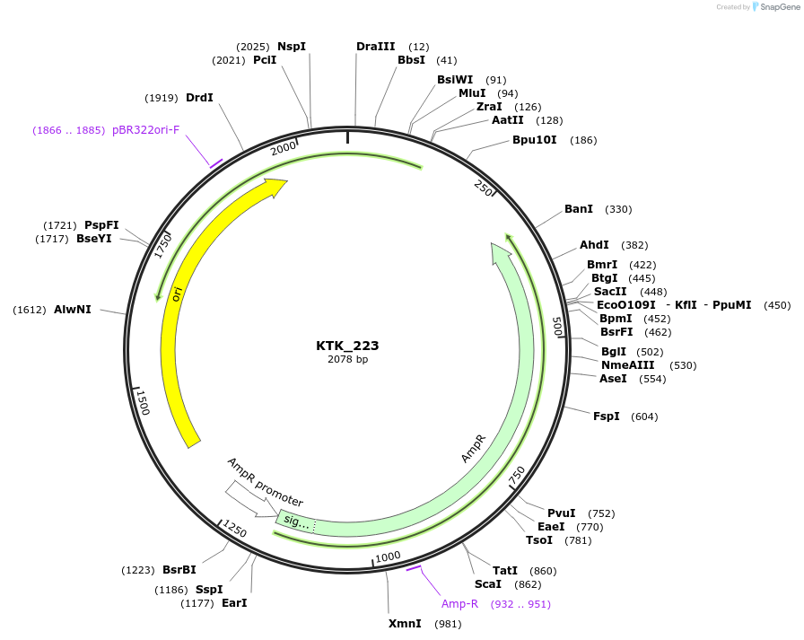 180538-plasmid-map-sequence-id-369687