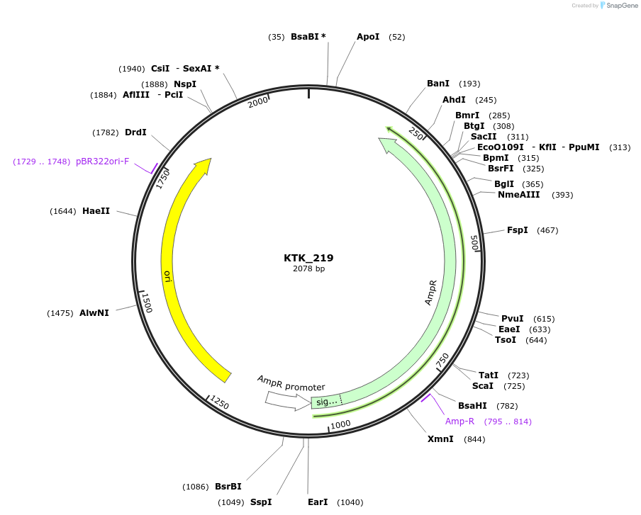 180534-plasmid-map-sequence-id-369688